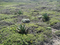 Gasteria acinacifolia