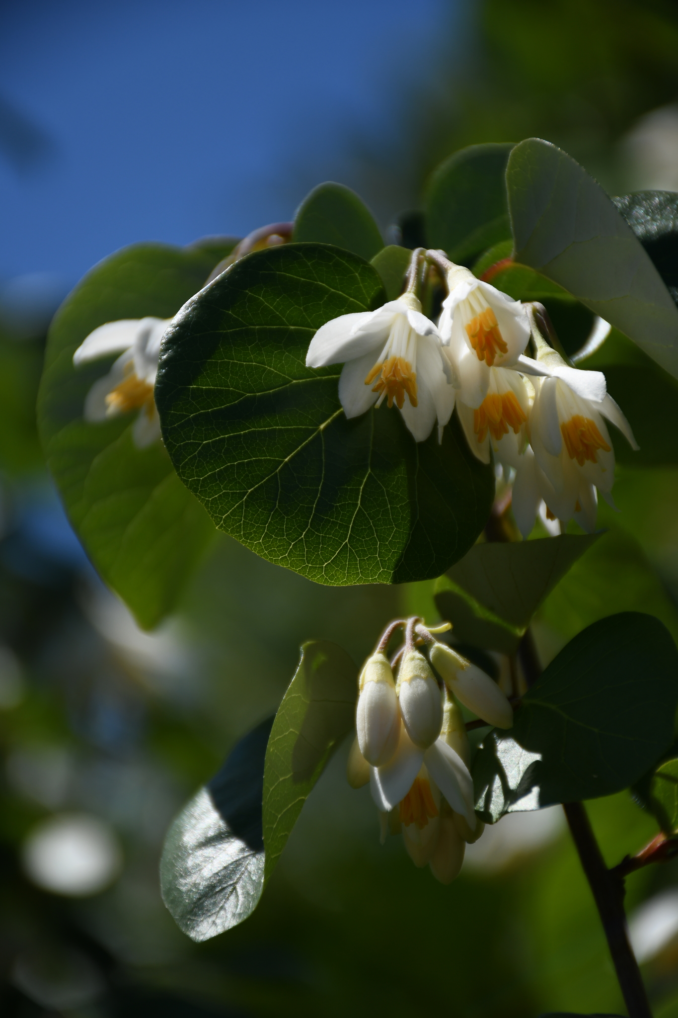 Styrax platanifolius ssp. texanus