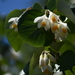 Styrax platanifolius texanus - Photo (c) Curren Frasch, osa oikeuksista pidätetään (CC BY-NC), lähettänyt Curren Frasch