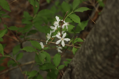 Deutzia uniflora iNat (2)
