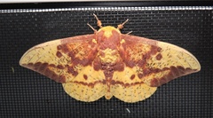 Eacles imperialis nobilis