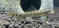 Chinese Algae-Eater photo 5