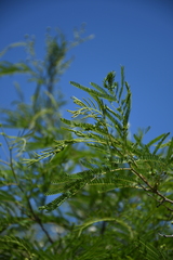 Senegalia berlandieri