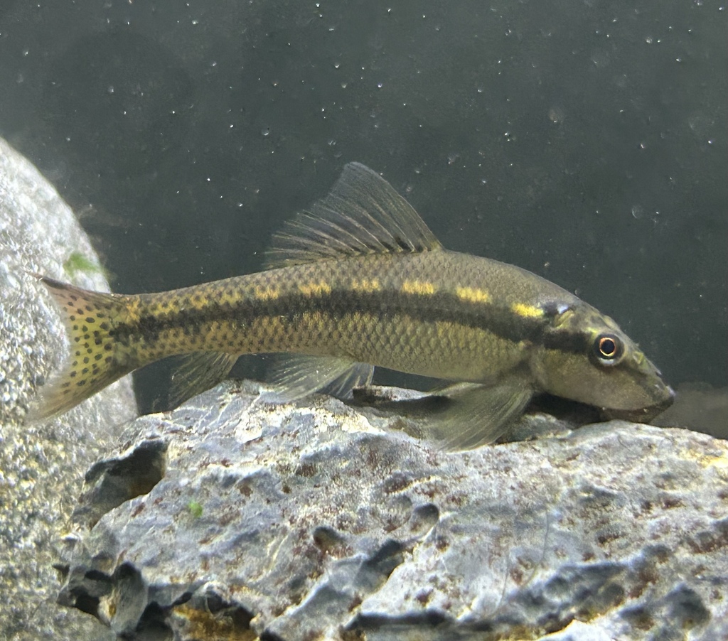 Chinese Algae-Eater