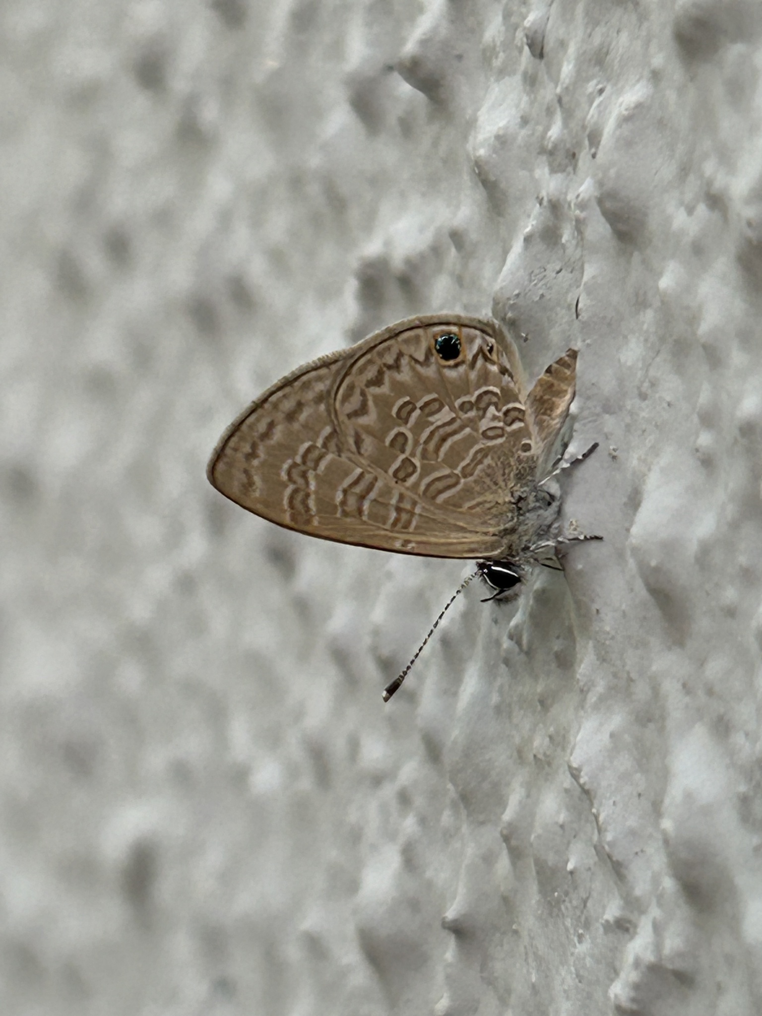 Tailless Lineblue
