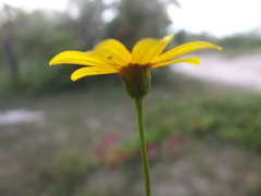 Bidens xanti