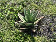 Gasteria acinacifolia