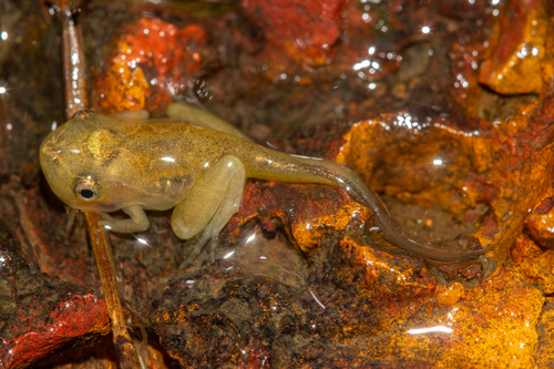 Laterite Narrow-mouthed Frog, Microhyla laterite