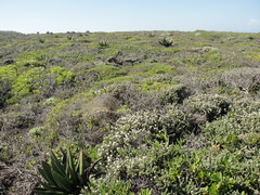 Gasteria acinacifolia