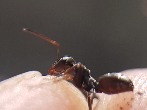 Formica corsica