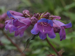 Penstemon serrulatus