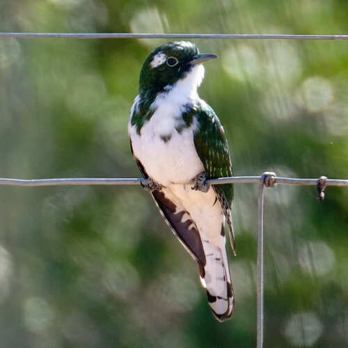 Klaas's Cuckoo (Chrysococcyx klaas), photo 6
