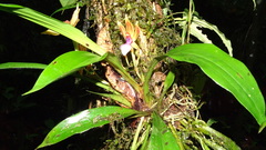 Chaubardia heteroclita