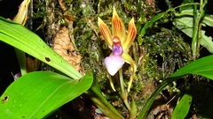 Chaubardia heteroclita