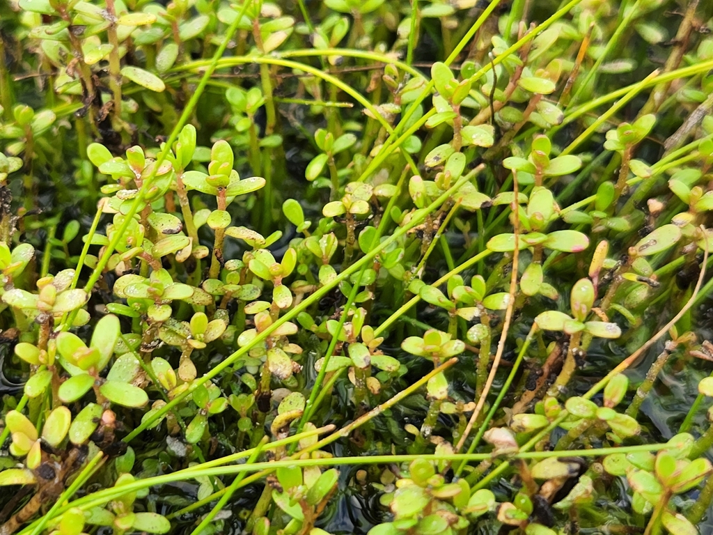 Myriophyllum artesium (Myriophyllum artesium)