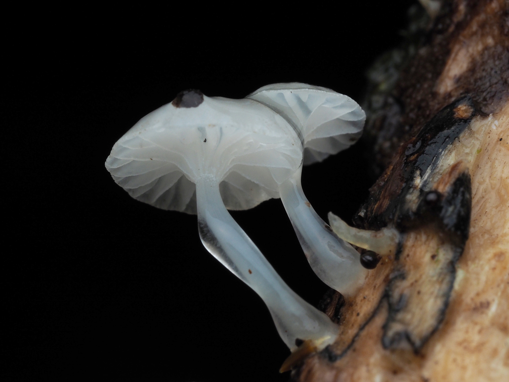 Roridomyces austrororidus · May 2025 · photo: © andrew_poad (iNaturalist, cc-by)