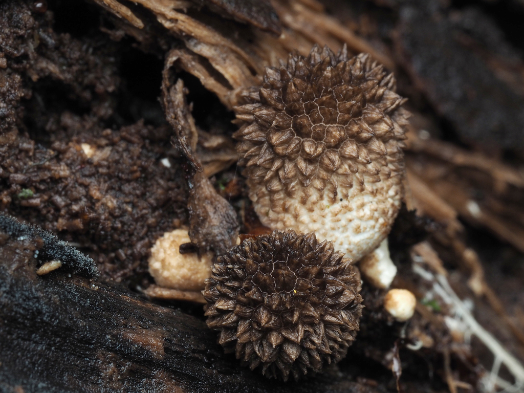 Lycoperdon compactum · May 2025 · photo: © andrew_poad (iNaturalist, cc-by)