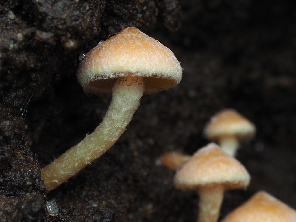Hypholoma acutum · May 2025 · photo: © andrew_poad (iNaturalist, cc-by)