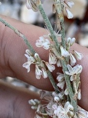 Eriogonum panamintense