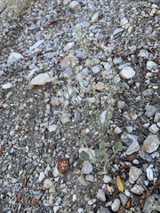 Eriogonum panamintense