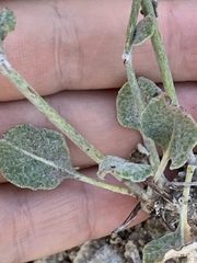 Eriogonum panamintense