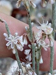 Eriogonum panamintense