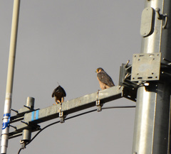 Falco peregrinus anatum