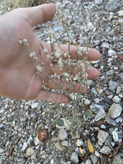 Eriogonum panamintense