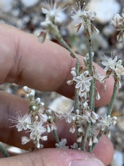 Eriogonum panamintense