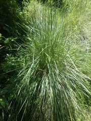 Muhlenbergia macroura