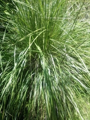 Muhlenbergia macroura