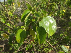 Jatropha vernicosa