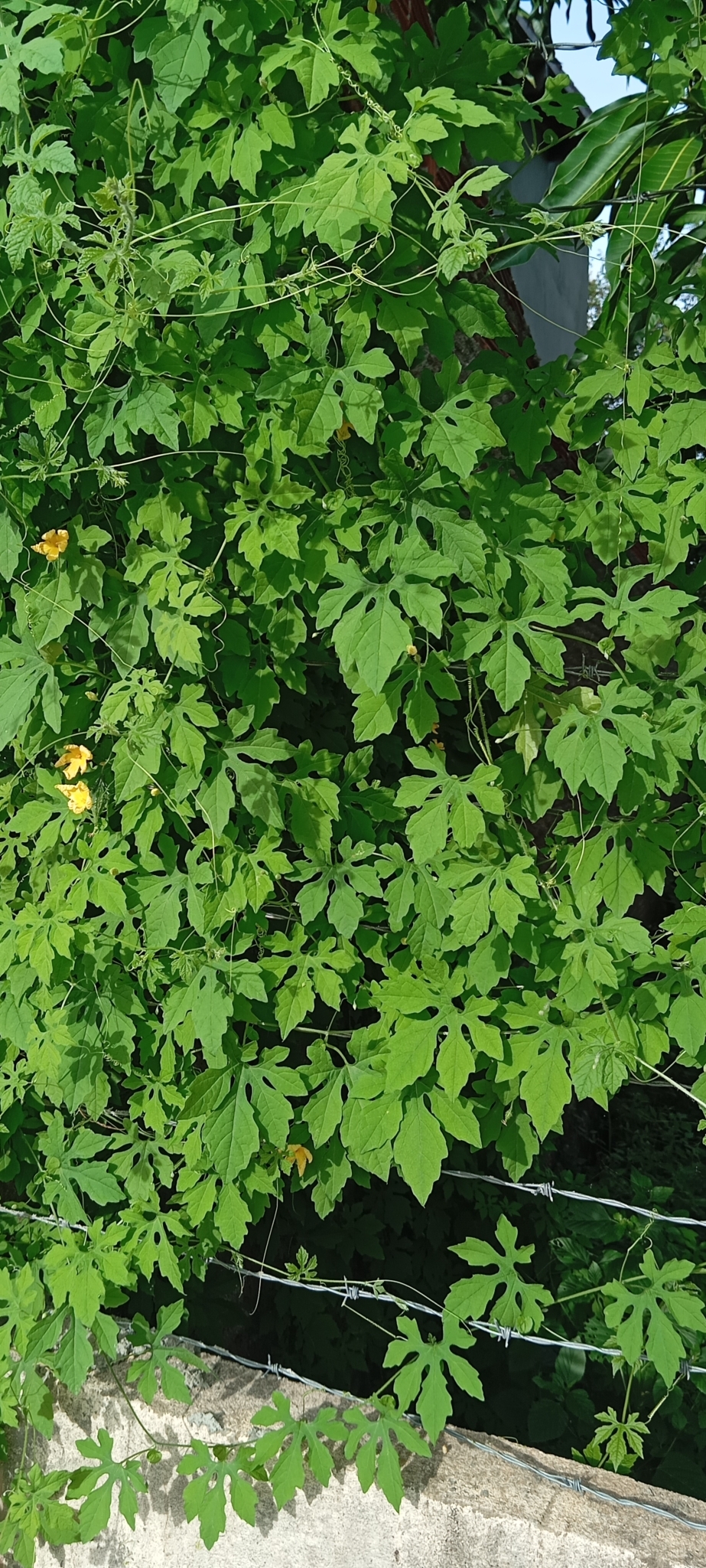 Momordica charantia