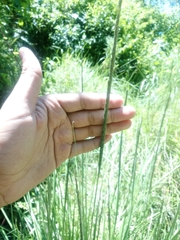 Muhlenbergia macroura