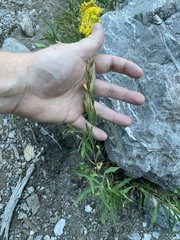 Solidago velutina sparsiflora