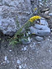 Solidago velutina sparsiflora