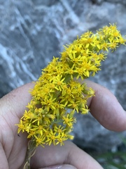 Solidago velutina sparsiflora