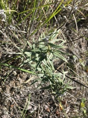 Lithospermum ruderale