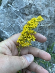 Solidago velutina sparsiflora