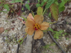 Portulaca suffrutescens