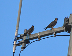 Falco peregrinus anatum