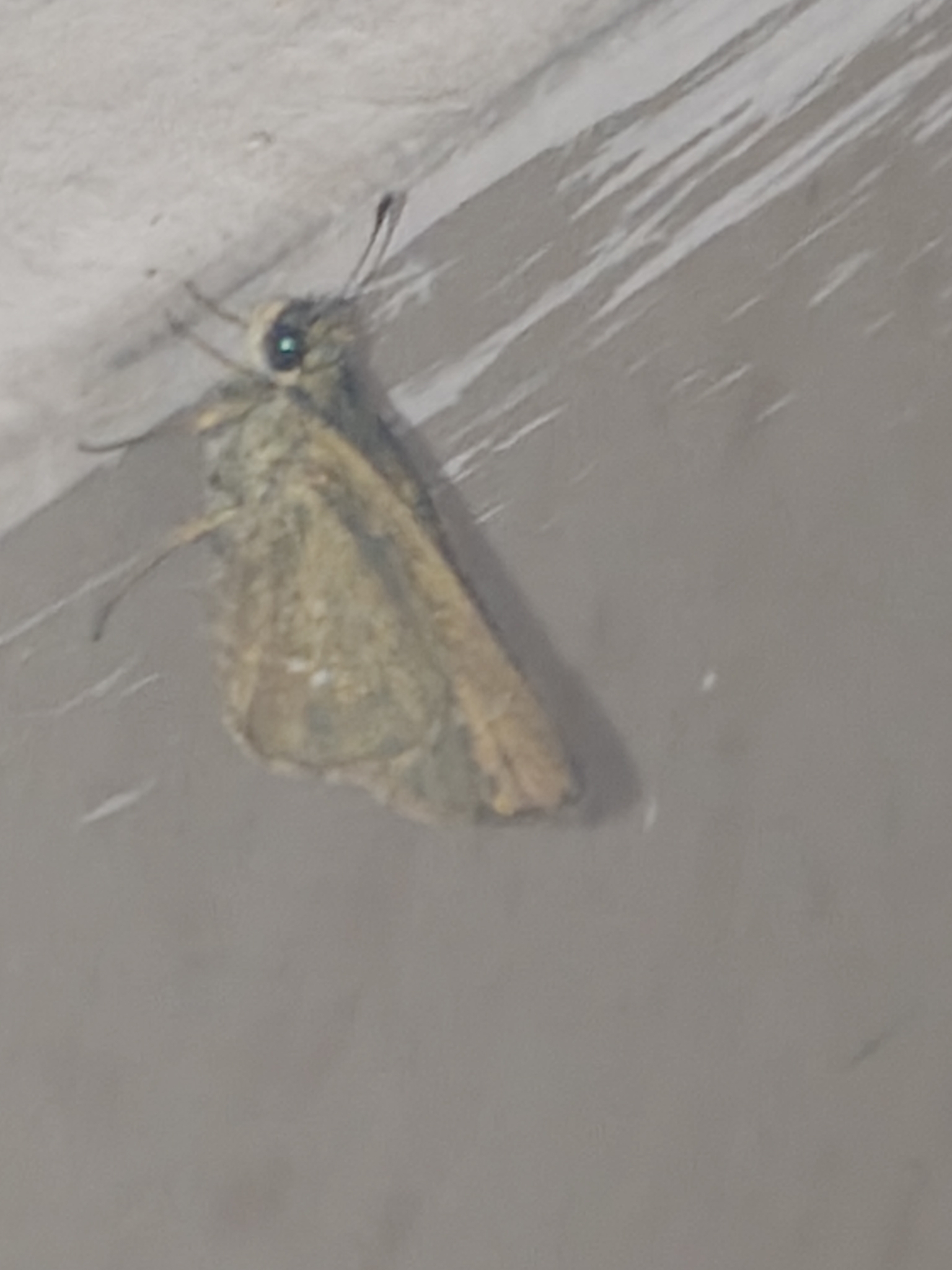 Grey Swift