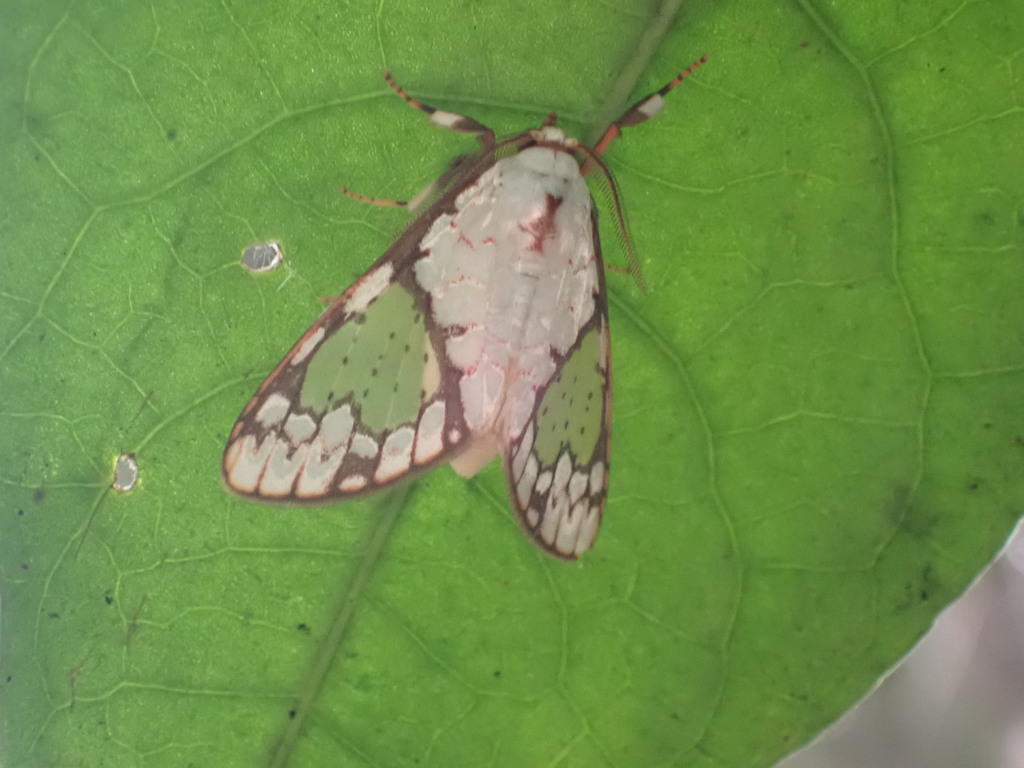 Azatrephes discalis