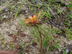 Portulaca suffrutescens