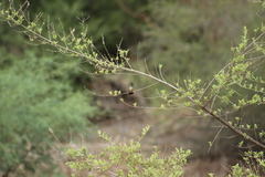 Basilinna xantusii