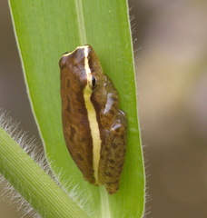 Rohanixalus hansenae