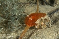 Madrella sanguinea