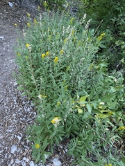 Solidago velutina sparsiflora