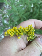 Solidago velutina sparsiflora