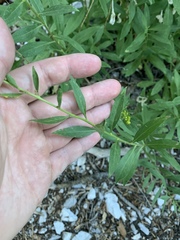 Solidago velutina sparsiflora